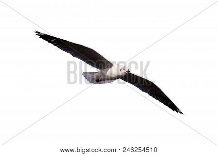 Seagulls Flying Isolated On A White Background,with Clipping Path