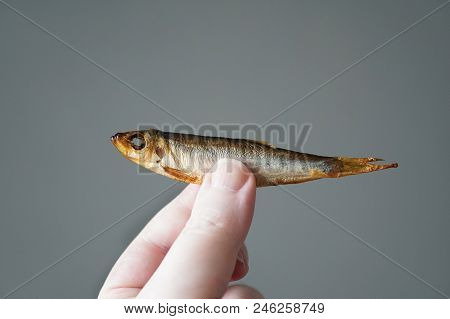 Hand Of Unrecognizable Person Holding Small Fish, Smoked Sprat