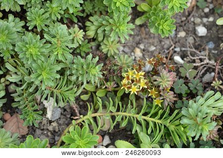 Orange Stonecrop Flowers - Latin Name - Sedum Floriferum Weihenstephaner Gold