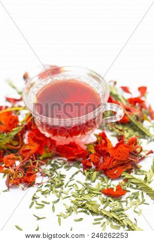 Close Up Of Orange Or Red Colored Tea Of Gular Or Flame Tree's Flowers Isolated On White.