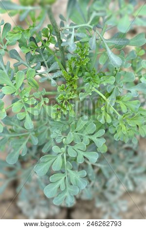 Common Rue Leaves - Latin Name - Ruta Graveolens