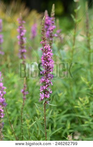 Purple Lythrum Flower - Latin Name - Lythrum Salicaria