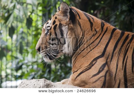 Bengal Tiger