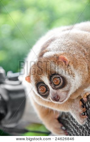 Slow Loris opice