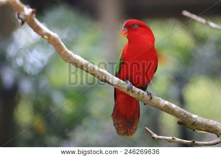 Red Macore Bird On Branches Of Tropical Trees In The Jungle,wildlife Is Rare And Endangered.