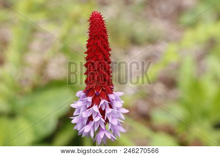 Beautiful Orchid Primrose - Primula Vialii In The Garden.