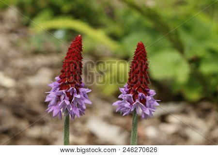 Beautiful Orchid Primrose - Primula Vialii In The Garden.