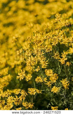 Woolly Sunflowers In The Field