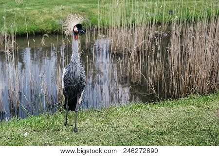 Grey Crowned Crane