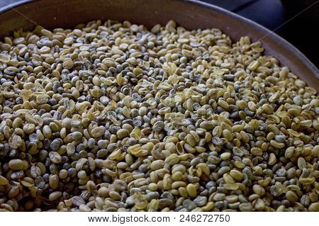 Coffee Plantation In Bali Indonesia. Coffee Beans. Kopi Luwak