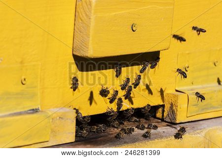 Bees Fly In The Hive. Bees Collect Pollen And Carry It To The Hive.