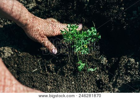 Female Hands Plant A Green Plant In The Ground. On His Hands A Shadow From The Net. Hands In Pattern