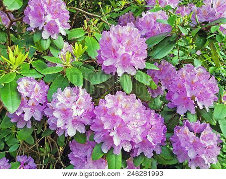 Blossoming rododendron in the countryside from the Netherlands in spring
