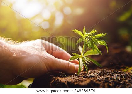 Man Farmer Hold Hand Bush Green Marijuana. Cannabis Plantation In Sunlight