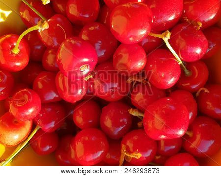 Sweet Bright Red Cherrie With Green Sticks