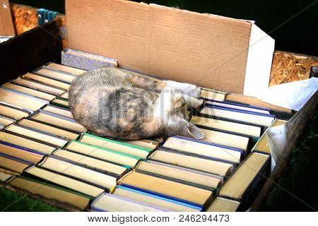 A Colorful Kitten Is Sleeping Sweetly In A Box Of Books.