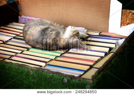 A Colorful Kitten Is Sleeping Sweetly In A Box Of Books.