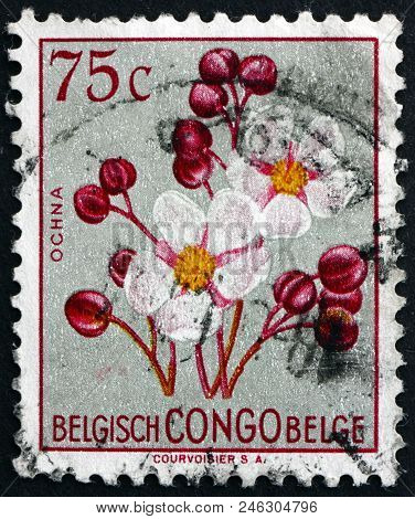 Belgian Congo - Circa 1952: A Stamp Printed In Belgian Congo Shows Ochna, Flowering Plant, Circa 195
