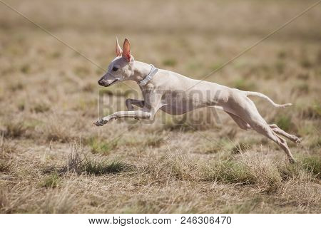 Coursing Training. Small Dog Italian Greyhound Pursues Bait In The Field.