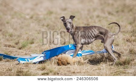 Coursing Training. Dog Italian Greyhound At The Finish Caught A Bait. In The Bait The Fox Skin