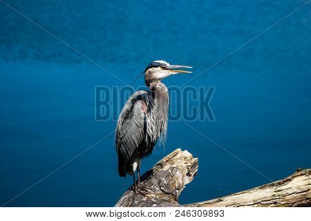 Ardea Herodias, Blue Heron. A Treat Of A Bird For Bird Watchers
