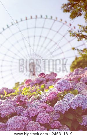Blooming Japanese Hydrangeas Flowers Ajisai And A Ferris Wheel. Bright Summer Concept. Amusement Par