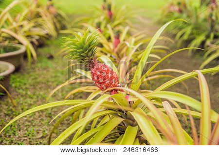 A Red Pineapple Growing At The Plantation, Malaysia.