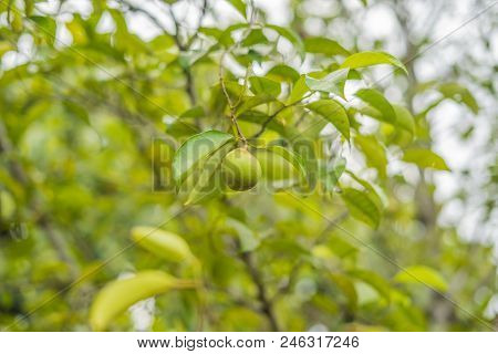 Nutmeg In Green Background On A Tree.