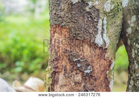 Cinnamon Tree Bark Taken On Plantation, Malaysia.