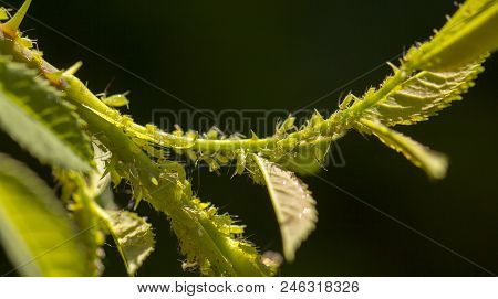 Small Aphid On A Green Leaf In The Open Air