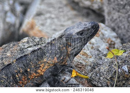 Wild Iguana Resting At Dusk On Rocks In Marina Vallarta  In Puerto Vallarta Mexico. Ctenosaura Pecti