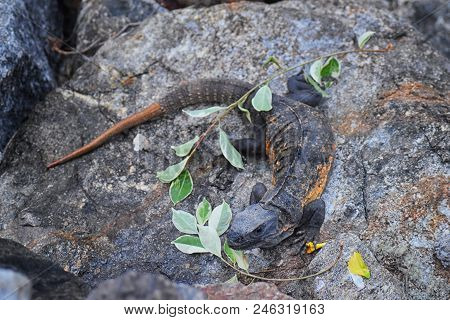 Wild Iguana Resting At Dusk On Rocks In Marina Vallarta  In Puerto Vallarta Mexico. Ctenosaura Pecti
