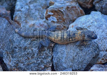 Wild Iguana Resting At Dusk On Rocks In Marina Vallarta  In Puerto Vallarta Mexico. Ctenosaura Pecti