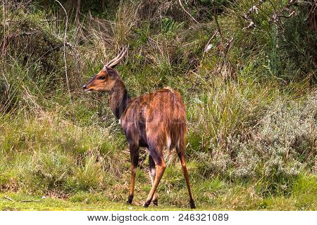 The Beauty In The Wild. Bushbuck From Aberdare. Kenya