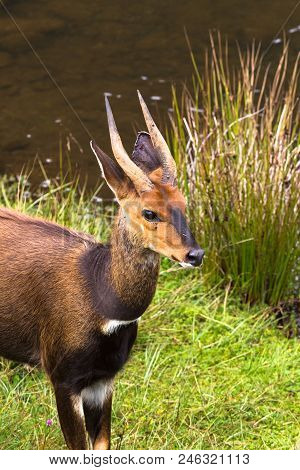 Head Of Antelope Close Up. Kenya, Africa