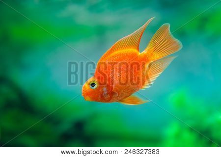 Red Blood Parrot Cichlid In Aquarium Plant Green Background. Goldfish, Funny Orange Colorful Fish - 
