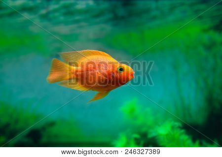 Red Blood Parrot Cichlid In Aquarium Plant Green Background. Goldfish, Funny Orange Colorful Fish -