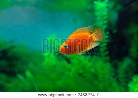Red Blood Parrot Cichlid In Aquarium Plant Green Background. Funny Orange Colorful Fish - Hobby Conc