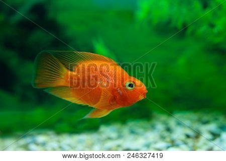 Red Blood Parrot Cichlid In Aquarium Plant Green Background. Goldfish, Funny Orange Colorful Fish -