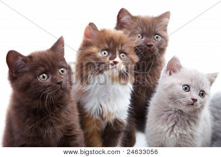 Four Cute Brititsh Kittens