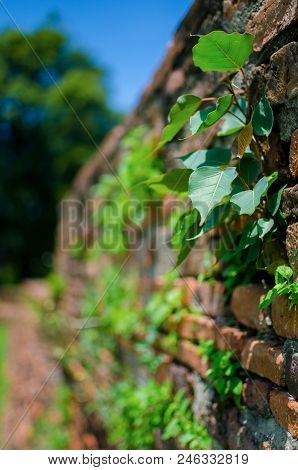 Bodhi Growing Up In The Brick Wall.