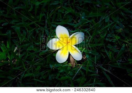 Light Down Frangipani Flowers Fall On The Grass Ground.