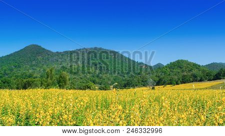 A Yellow Sunn Hemp Flower On The Field.