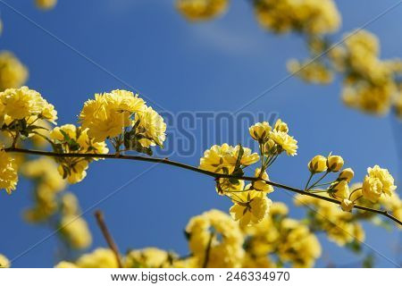 Rosa Foetida. Persian Yellow Rose In Eram Garden. Shiraz. Iran