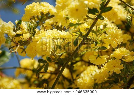 Rosa Foetida. Persian Yellow Rose In Eram Garden. Shiraz. Iran