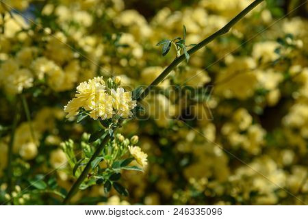 Rosa Foetida. Persian Yellow Rose In Eram Garden. Shiraz. Iran