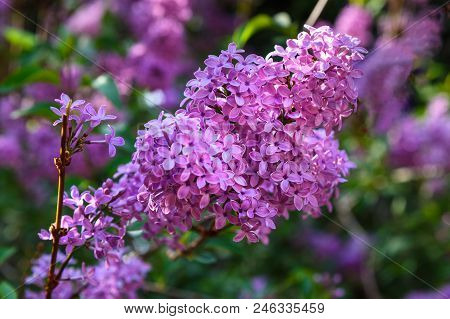 Syringa Blooming In Eram Garden Is Historic Persian Garden In Shiraz. Iran