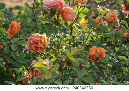 Blooming Orange English Rose In The Garden On A Sunny Day. Rose 'lady Of Shalott'