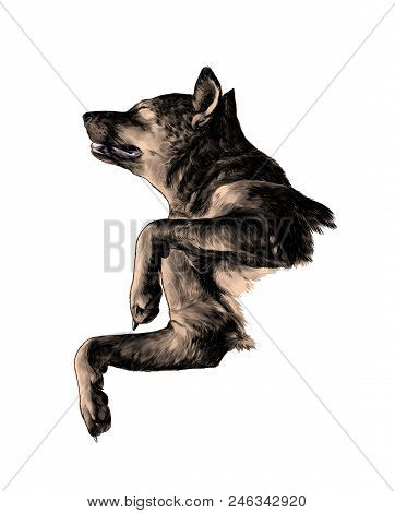 Dog In Full Growth Lies Belly Up And Resting With Closed Eyes With Raised Snout, Sketch Vector Graph