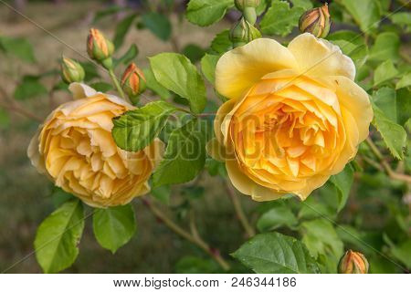 Blooming Yellow English Roses In The Garden On A Sunny Day After Rain. David Austin Rose Graham Thom